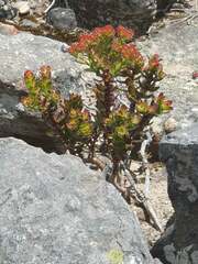 Crassula undulata
