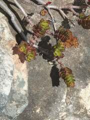 Crassula undulata