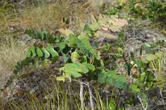 Dendrophyllanthus poumensis