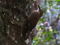 Dendrocolaptes platyrostris