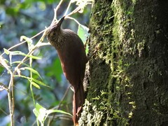 Dendrocolaptes platyrostris