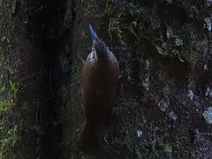 Dendrocolaptes platyrostris