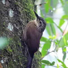 Dendrocolaptes platyrostris