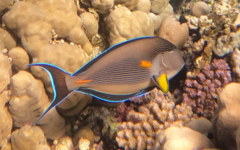 Acanthurus sohal