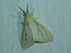 Spilosoma nivea