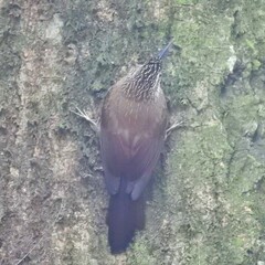 Dendrocolaptes platyrostris