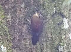 Dendrocolaptes platyrostris