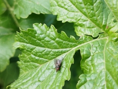 Insecta