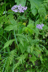 Achillea distans