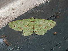 Ophthalmitis
