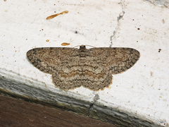 Hypomecis transcissa