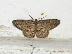 Hypomecis transcissa