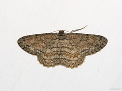 Hypomecis transcissa