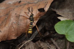 Ctenophora flaveolata