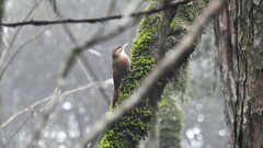 Lepidocolaptes falcinellus