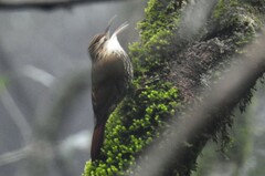 Lepidocolaptes falcinellus