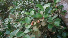 Euonymus pallidifolia