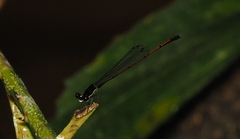 Prodasineura hyperythra