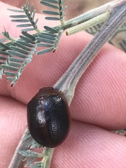 Dicranosterna immaculata