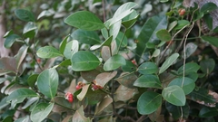 Euonymus pallidifolia