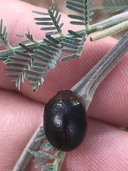 Dicranosterna immaculata