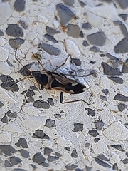 Raglius confusus
