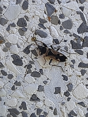 Raglius confusus