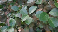 Euonymus pallidifolia