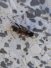 Raglius confusus