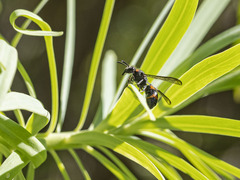 Ancistrocerus haematodes
