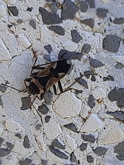 Raglius confusus