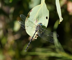 Austroaeschna multipunctata