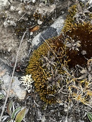 Lepidium solandri