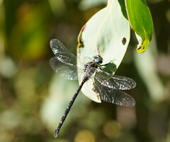 Austroaeschna multipunctata
