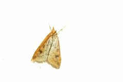 Udea ferrugalis