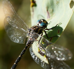Austroaeschna multipunctata