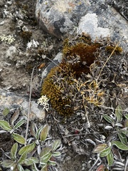 Lepidium solandri