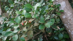 Euonymus pallidifolia