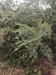 Acacia dealbata dealbata