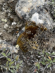 Lepidium solandri
