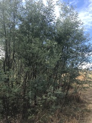 Acacia dealbata dealbata