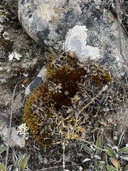 Lepidium solandri