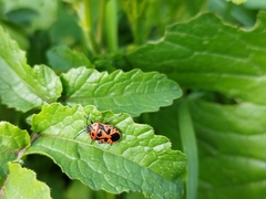 Eurydema ornata