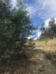 Acacia dealbata dealbata