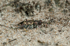 Cicindela hybrida