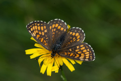 Melitaea athalia