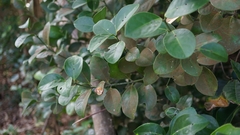 Euonymus pallidifolia