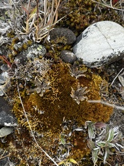 Lepidium solandri