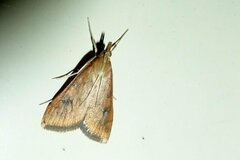 Udea ferrugalis