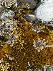 Lepidium solandri